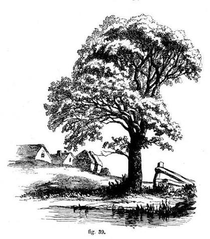Vintage tree illustration